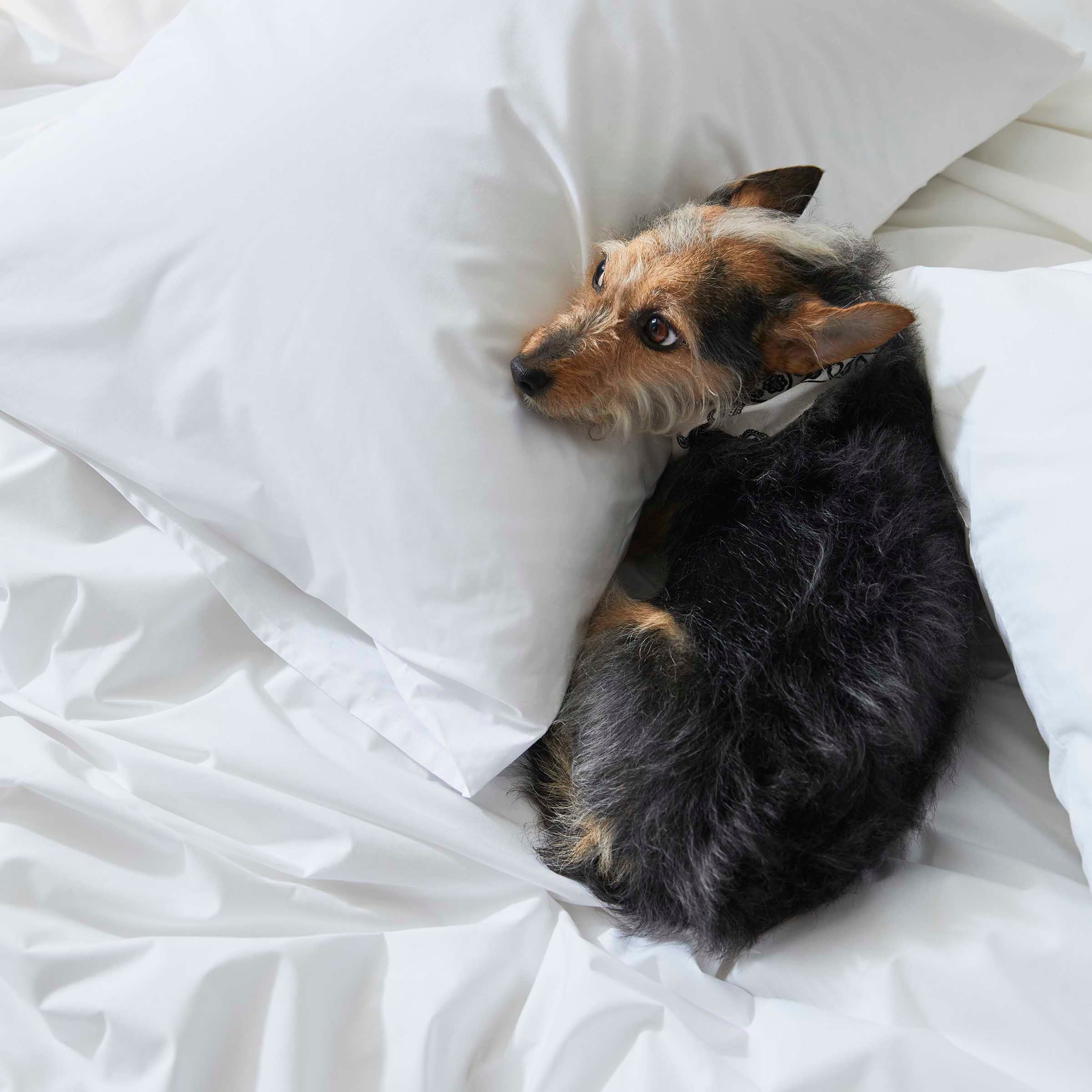 Classic Percale Split King Sheet Set - Image 17